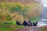 Wild Turkeys In A Lane_51815